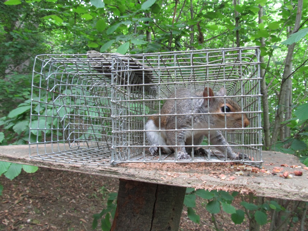 How to Trap Squirrels, Squirrel Trapping